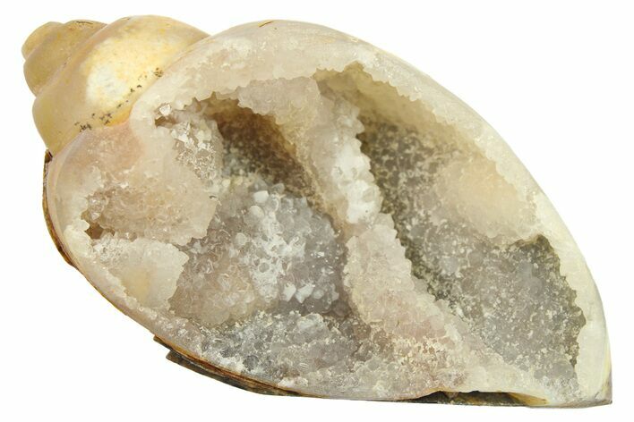 Chalcedony Replaced Gastropod With Sparkly Quartz - India #269807